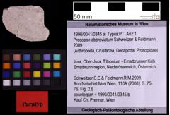 Foto (Objekt + Etiketten) von Prosopon abbreviatum (Schweitzer & Feldmann 2009) (NHMW-GEO-1990-0041-0345a)
